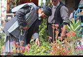 گزارش اختصاصی تسنیم از حال و هوای عید نوروز در هرات+فیلم