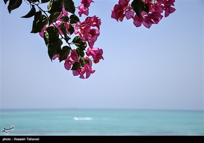 Iran’s Kish Island in Spring 