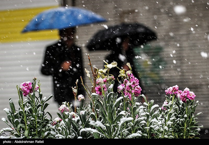زنجان|بارش برف بهاری زنجان را سفیدپوش می‌کند