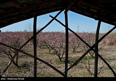 طبیعت بهاری مازندران