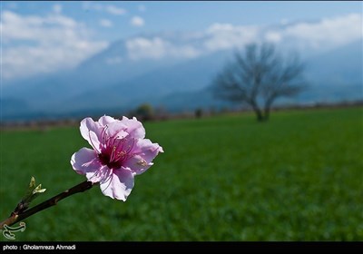 طبیعة مازندران الربیعیة