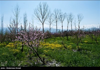  Beauties of Iran’s Mazandaran Province in Spring 