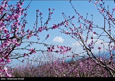 طبیعت بهاری مازندران