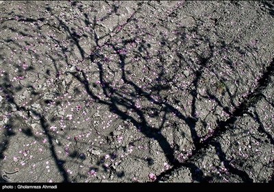  Beauties of Iran’s Mazandaran Province in Spring 