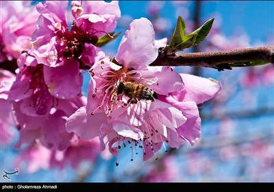  Beauties of Iran’s Mazandaran Province in Spring 