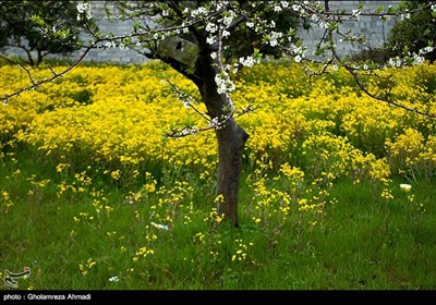 طبیعة مازندران الربیعیة