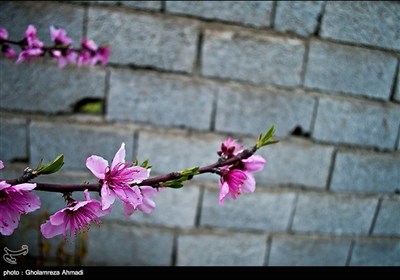  Beauties of Iran’s Mazandaran Province in Spring 