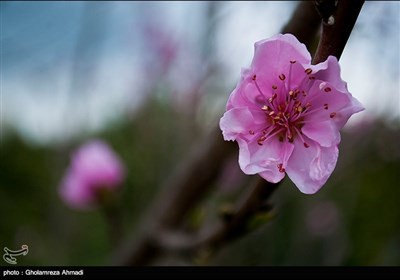  Beauties of Iran’s Mazandaran Province in Spring 