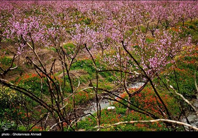 طبیعت بهاری مازندران