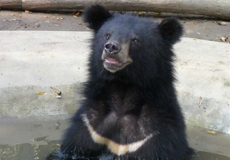 گونه در حال انقراض &quot;خرس سیاه آسیایی&quot; در بلوچستان دیده شد