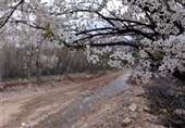 چشم‌نوازی طبیعت زیبای بهاری در استان سمنان + تصاویر