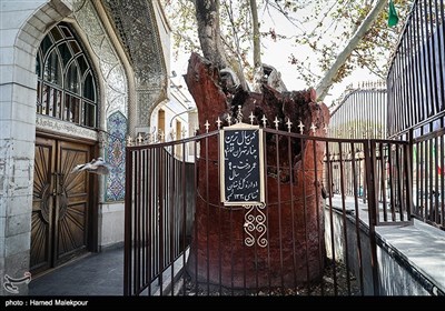 تهرانگردی در محله عودلاجان - کهنسال‌ترین درخت چنار در حیاط امامزاده یحیی(ع)