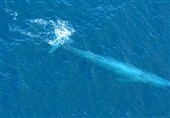 نهنگ؛ لنج قشمی را دچار سانحه کرد