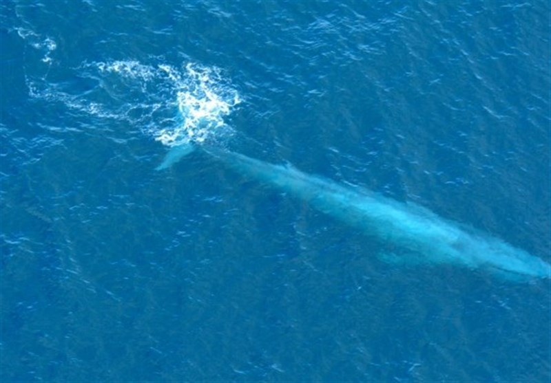 نهنگ؛ لنج قشمی را دچار سانحه کرد