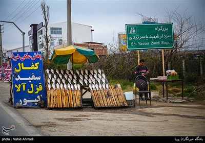 مسافران نوروزی در سواحل خزر