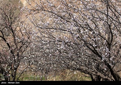 طبیعت بهاری اردبیل