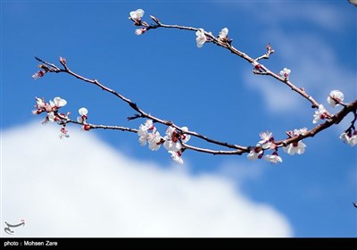 طبیعت بهاری اردبیل