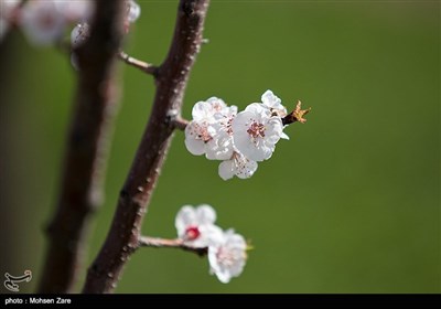 Iran’s Beauties in Photos: First Days of Spring in Ardabil