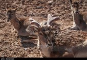 منطقه حفاظت شده ملوسان نهاوند منطقهای مناسب برای اکوتوریسم است