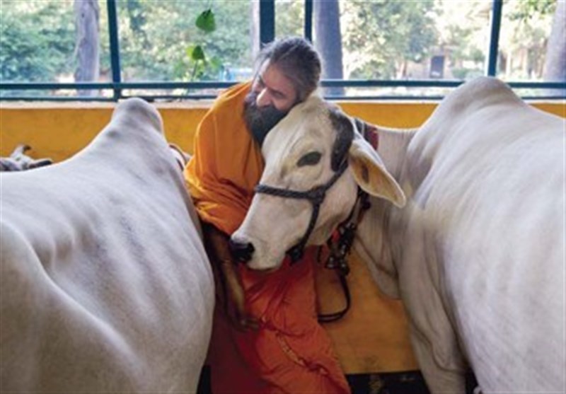 بھارت: گائے ذبح کرنے پر عمر قید کی سزا کا قانون منظور