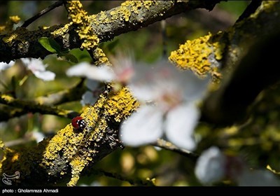 شمالی ایران میں بہار کی دستک