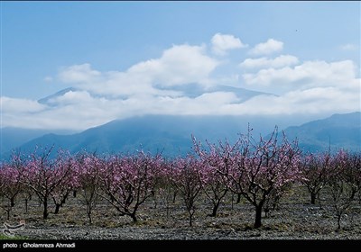 شمالی ایران میں بہار کی دستک