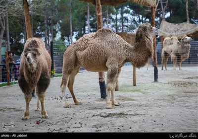 Iran's Beauties in Photos: Tehran Zoological Garden