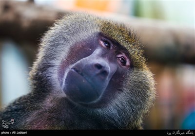 Iran's Beauties in Photos: Tehran Zoological Garden