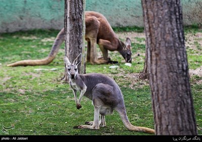 Iran's Beauties in Photos: Tehran Zoological Garden