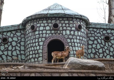 Iran's Beauties in Photos: Tehran Zoological Garden