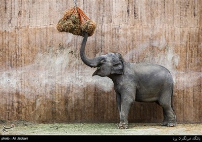 Iran's Beauties in Photos: Tehran Zoological Garden