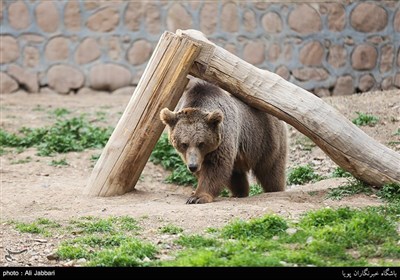 Iran's Beauties in Photos: Tehran Zoological Garden