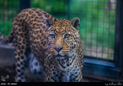 Iran's Beauties in Photos: Tehran Zoological Garden