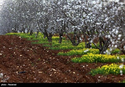 فصل بهار در فلسطین