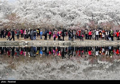 فصل بهار در چین