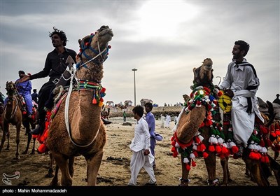 سباق الهجن فی جابهار