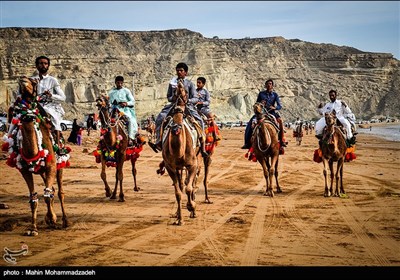 سباق الهجن فی جابهار