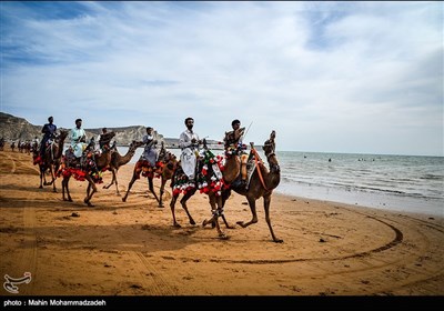 سباق الهجن فی جابهار