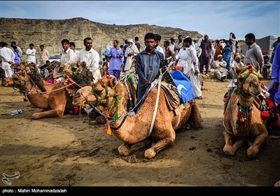 سباق الهجن فی جابهار