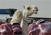 31 میلیون دلار جایزه ملکه زیبایی شترها در عربستان