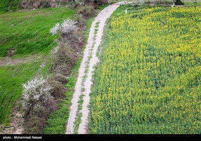 طبیعت بهاری گرگان