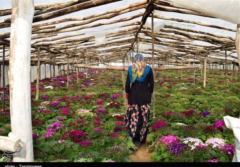 از بهارانه‌های «حصارکلک»؛ روایتی گلخانه‌ای از زندگی عاشقانه یک زوج افغانستانی + تصاویر