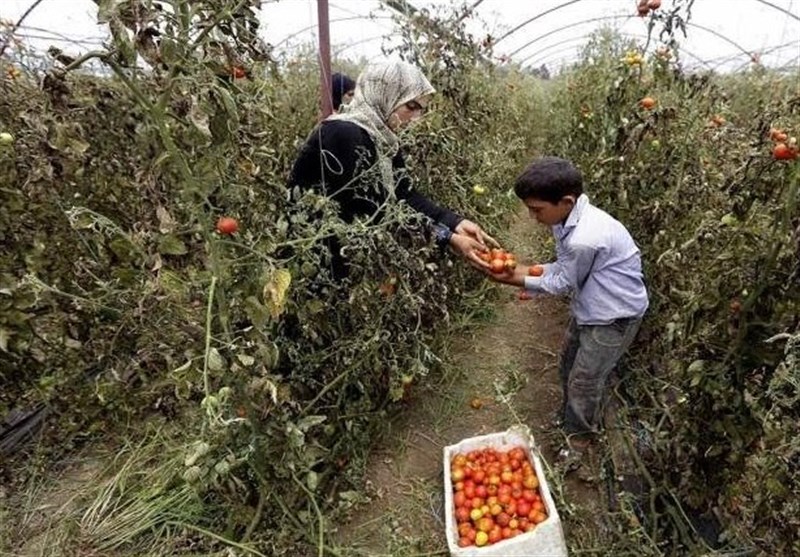 33 درصد اشتغال استان زنجان به بخش کشاورزی اختصاص دارد