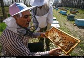 185 هزار کندو زنبور عسل در کردستان وجود دارد/ تولید 1158 تن عسل در استان