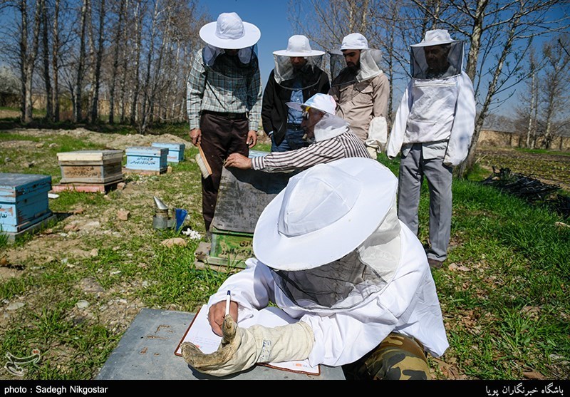 تسهیلات ارزان‌قیمت به زنبورداران گیلان پرداخت می‌شود