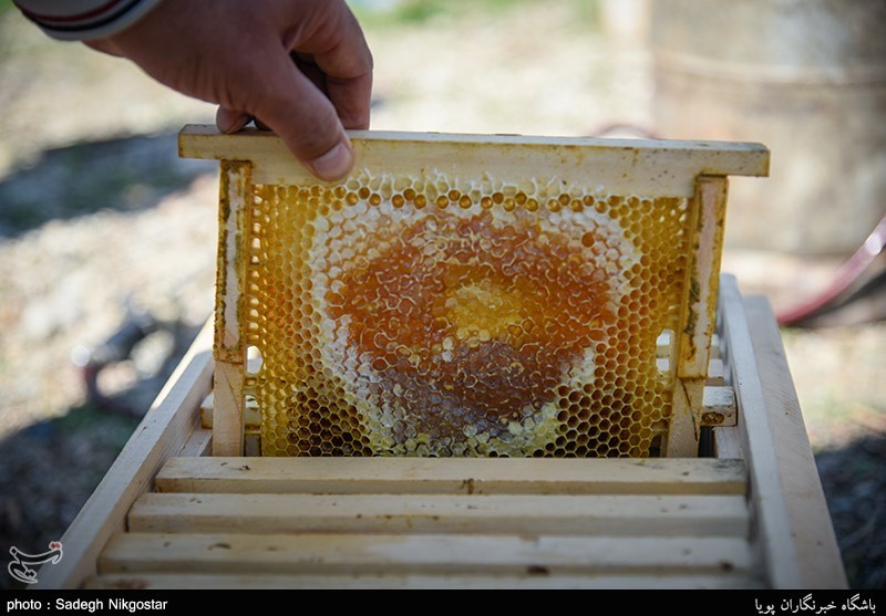 معماری که زنبورداری را برگزید/نبود سرمایه در گردش مهم‌ترین مشکل تولید