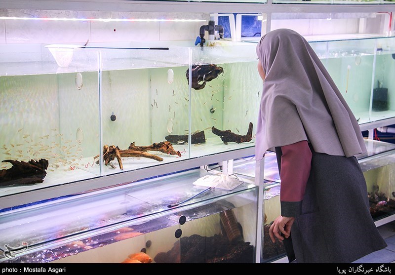 ماهیان زینتی 10 هزار ایرانی را شاغل کردند
