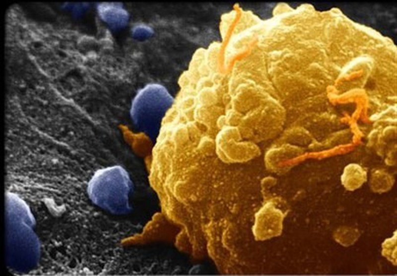 Study Prompts New Ideas on Cancers’ Origins