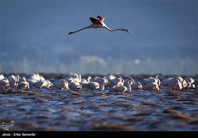 Migrating Flamingos in Wetlands of Iran's Southern Province of Fars