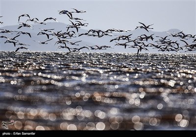 Migrating Flamingos in Wetlands of Iran's Southern Province of Fars